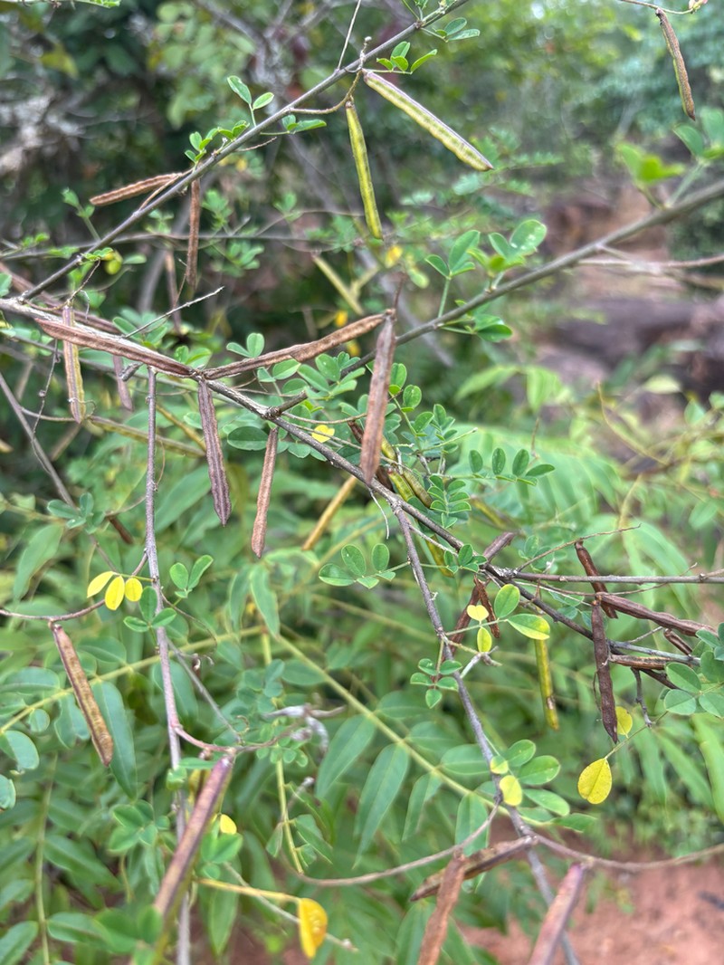 Indigofera lupatana