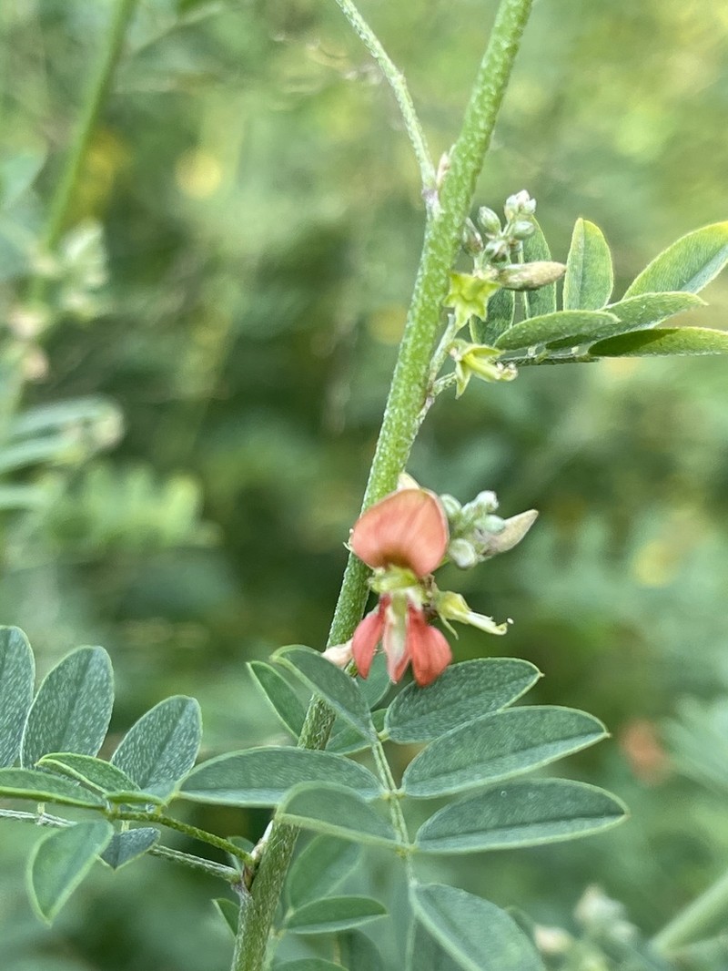 Indigofera lupatana photo 2