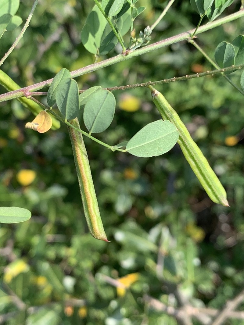 Indigofera lupatana photo 3