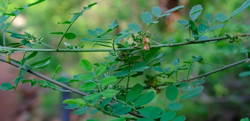 Indigofera lupatana photo 4