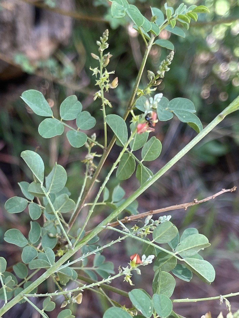 Indigofera lupatana photo 5