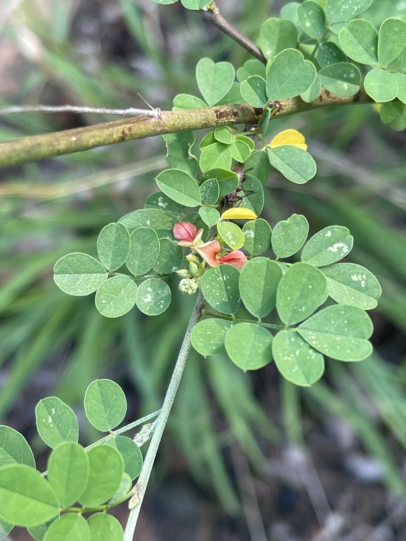 Indigofera lupatana photo 6