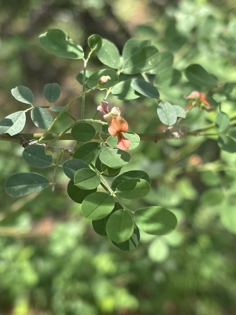 Indigofera lupatana photo 7