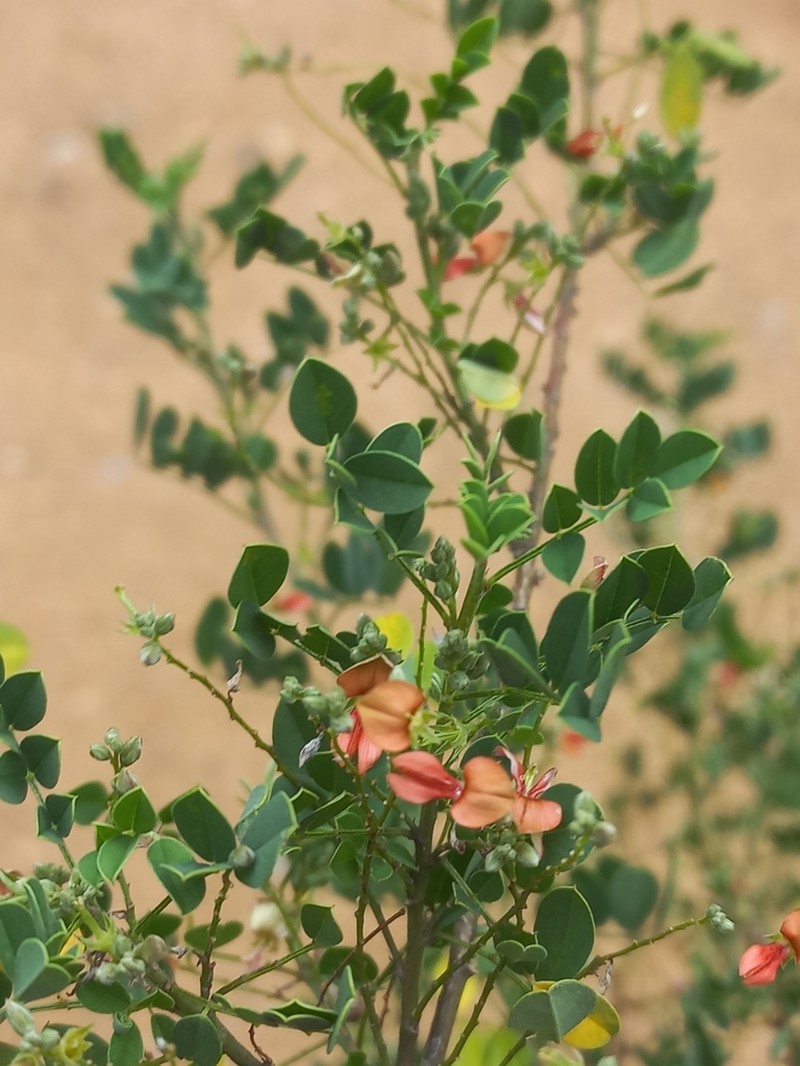 Indigofera lupatana photo 8