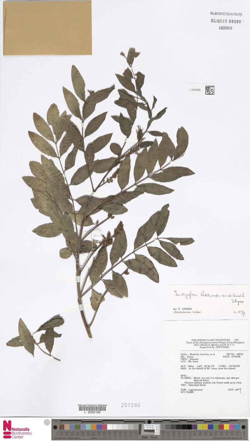 Indigofera luzonensis