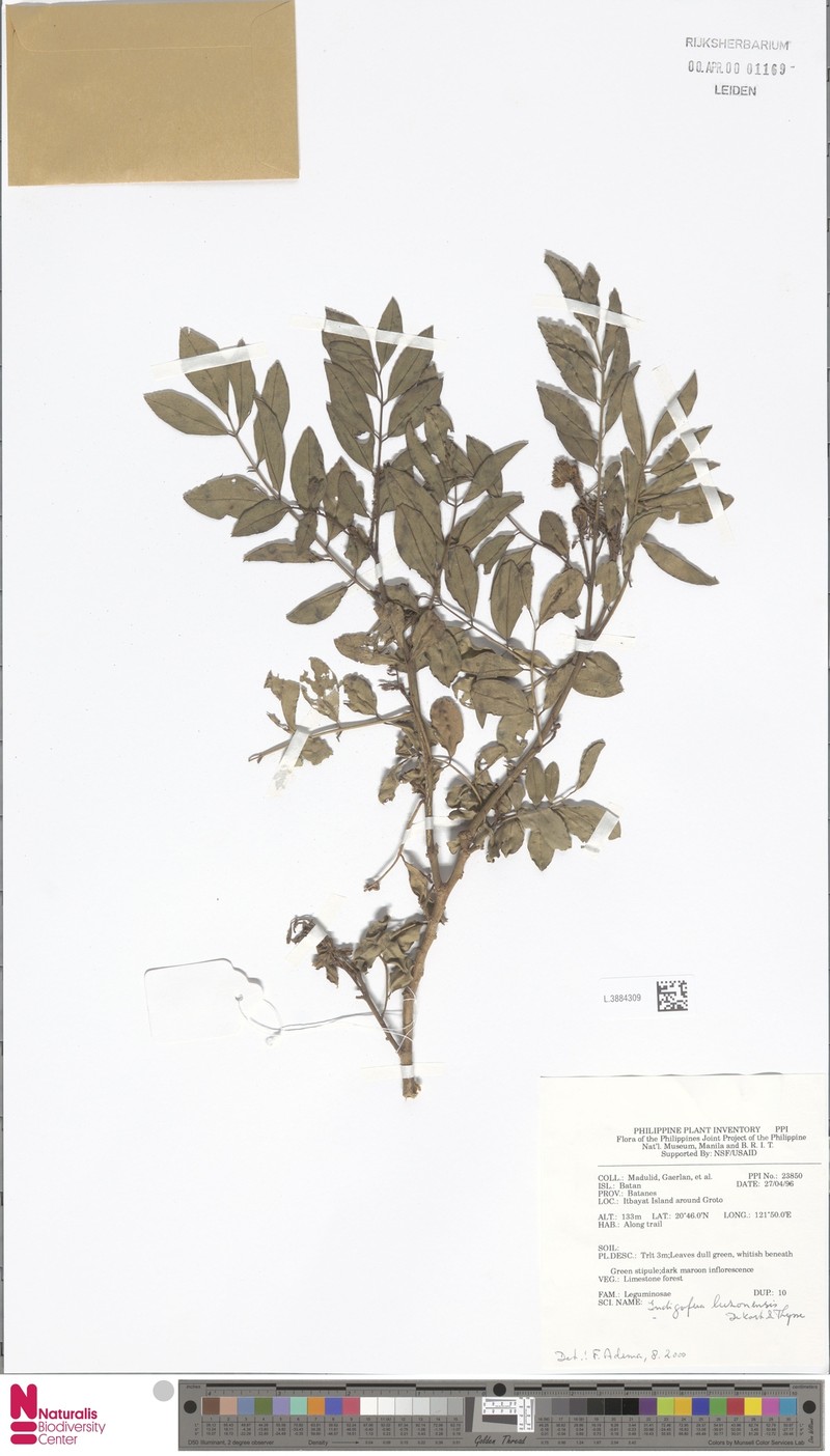 Indigofera luzonensis photo 2