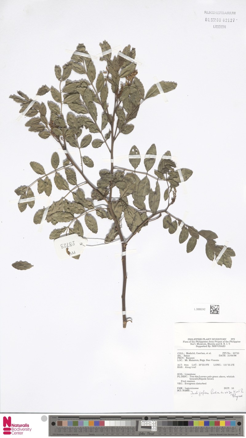 Indigofera luzonensis photo 3
