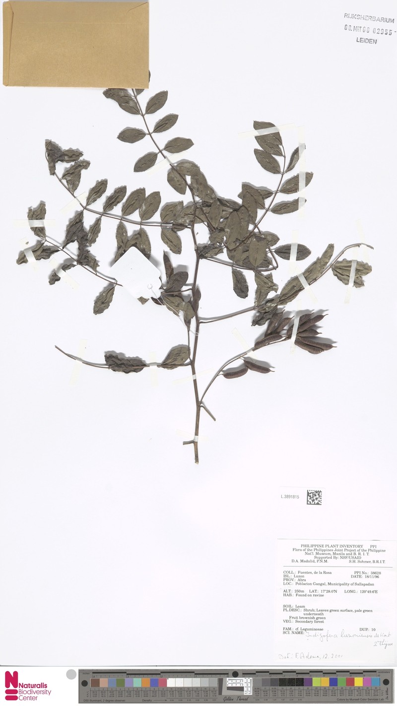 Indigofera luzonensis photo 4