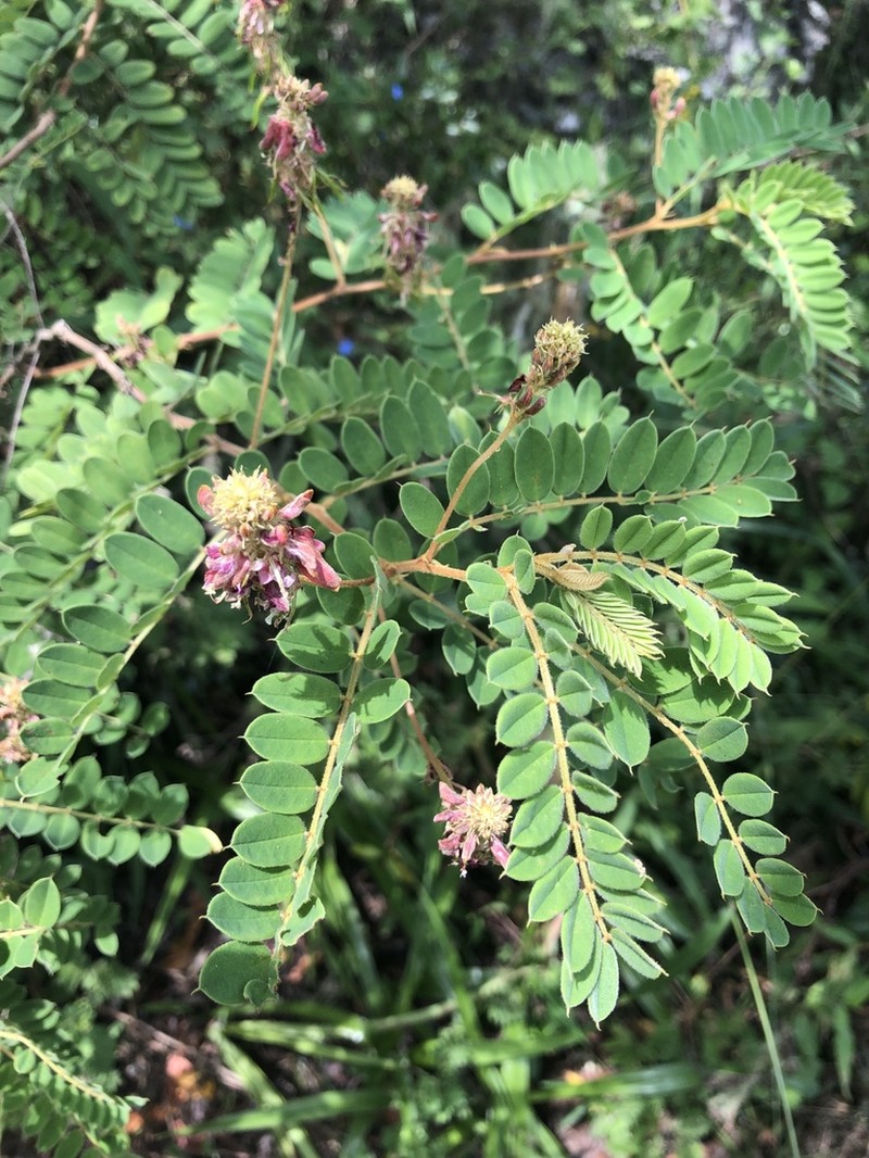 Indigofera lyallii