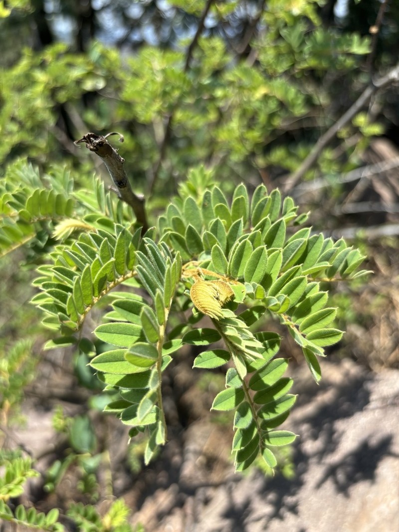 Indigofera lyallii photo 2
