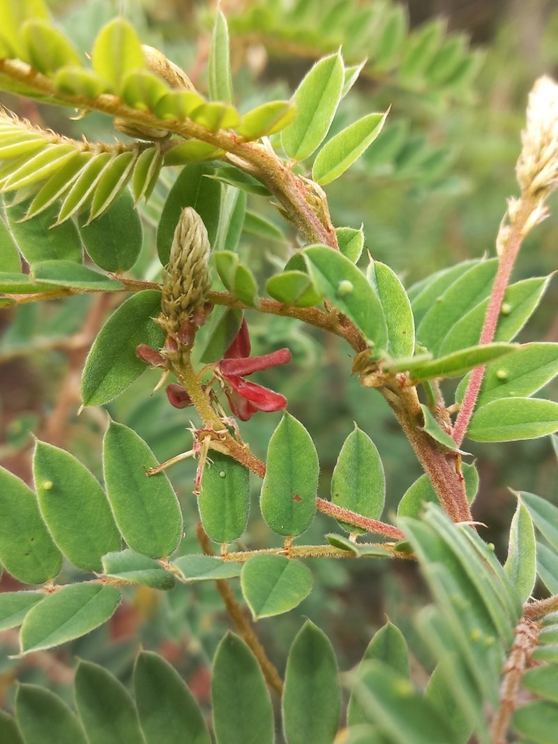 Indigofera lyallii photo 3