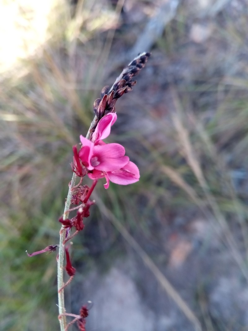 Indigofera lyallii photo 4