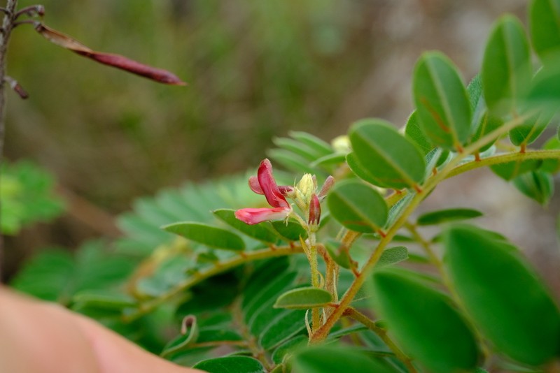 Indigofera lyallii photo 6