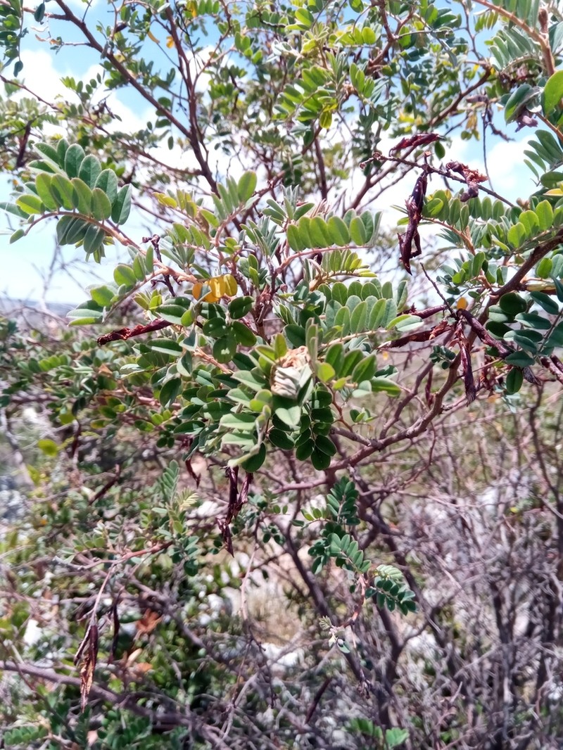 Indigofera lyallii photo 7