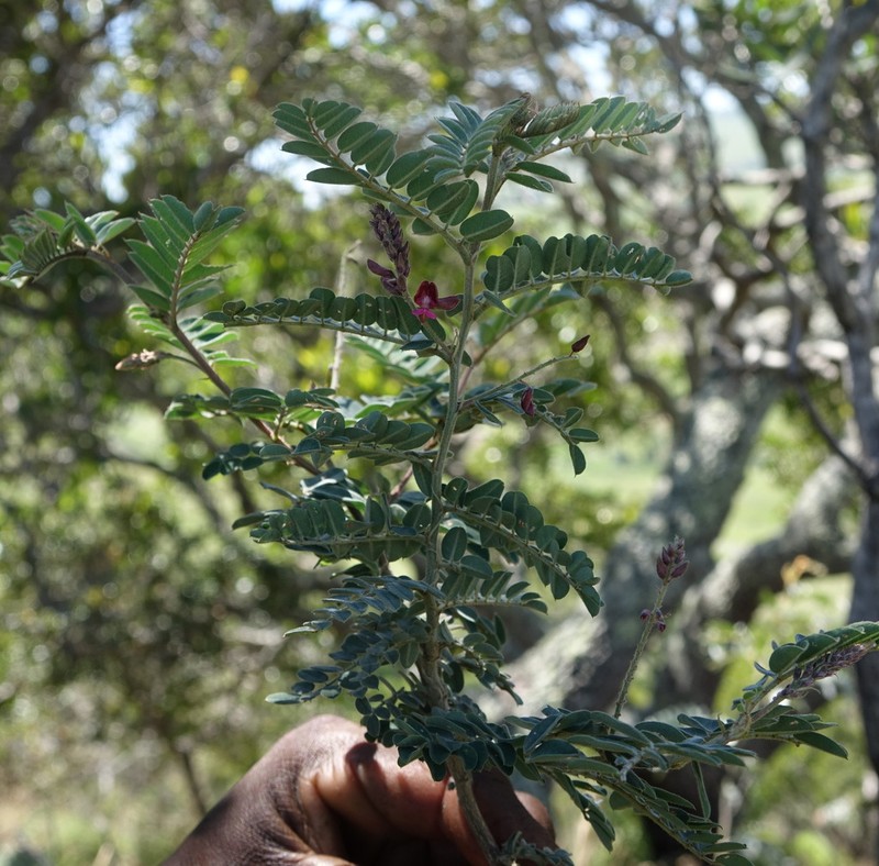 Indigofera lyallii photo 8
