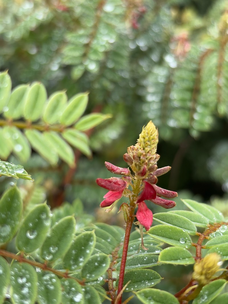 Indigofera lyallii subsp. lyallii