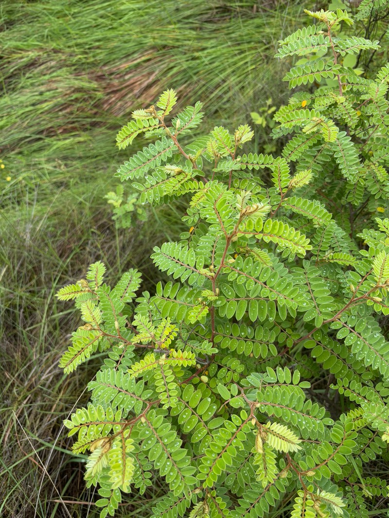 Indigofera lyallii subsp. lyallii photo 2