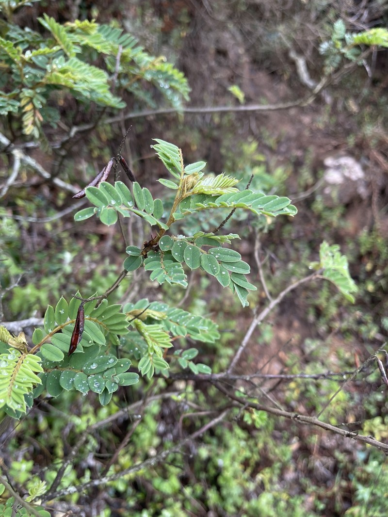 Indigofera lyallii subsp. lyallii photo 4