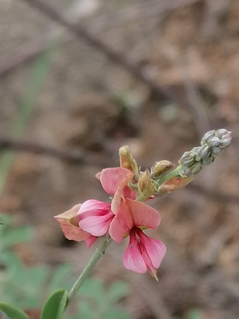 Indigofera lydenburgensis