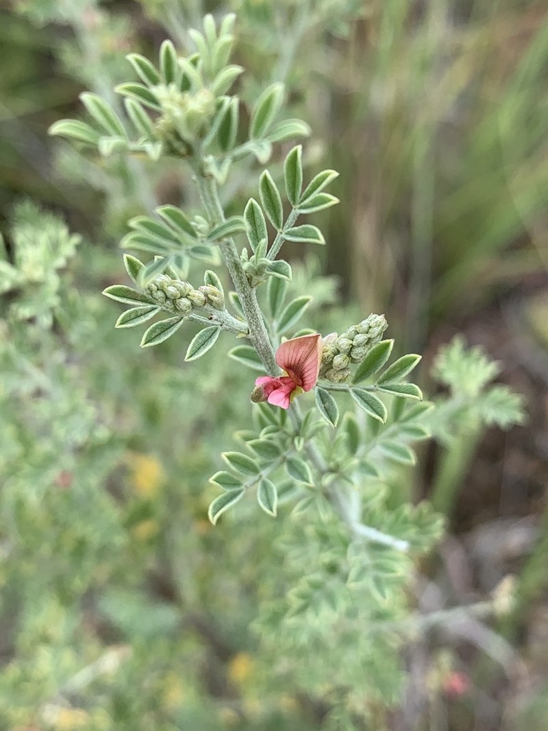 Indigofera lydenburgensis photo 2