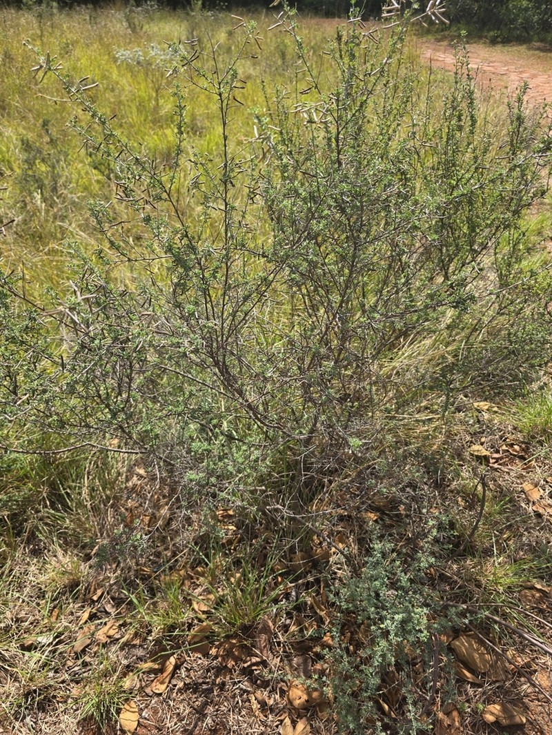 Indigofera lydenburgensis photo 3