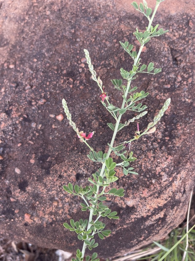 Indigofera lydenburgensis photo 4
