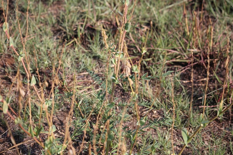 Indigofera lydenburgensis photo 5