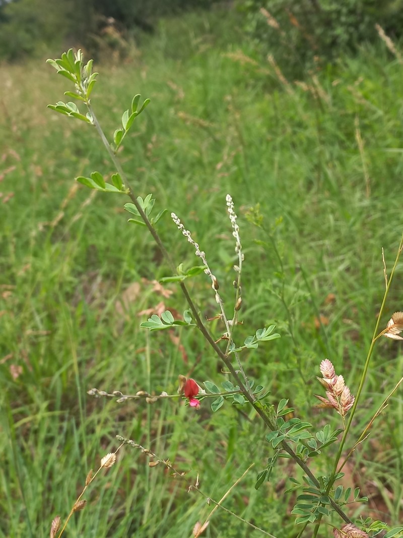 Indigofera lydenburgensis photo 6