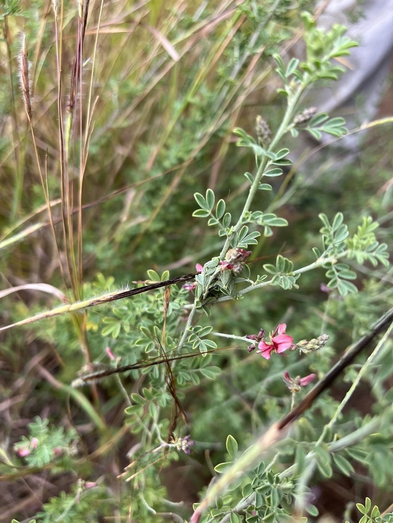 Indigofera lydenburgensis photo 7