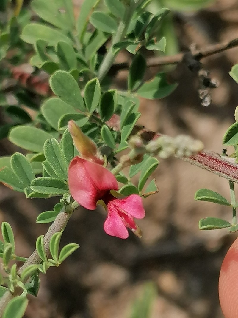 Indigofera lydenburgensis photo 8
