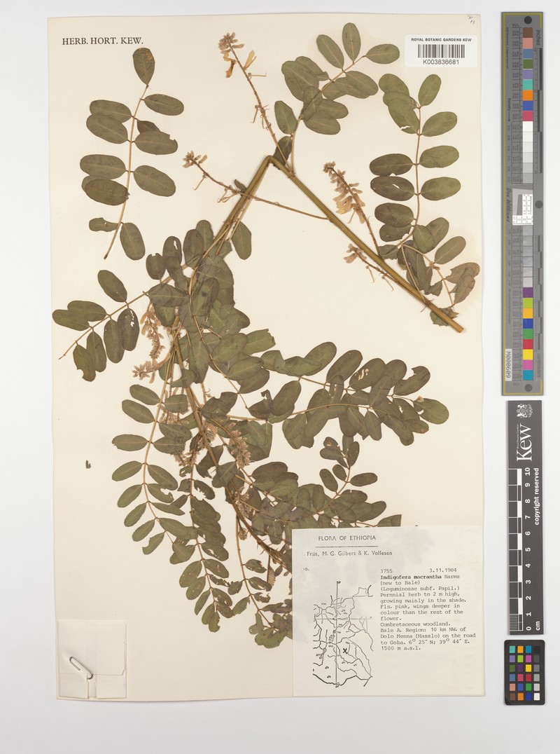 Indigofera macrantha