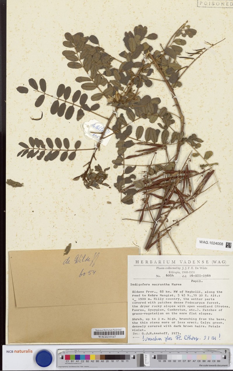 Indigofera macrantha photo 2