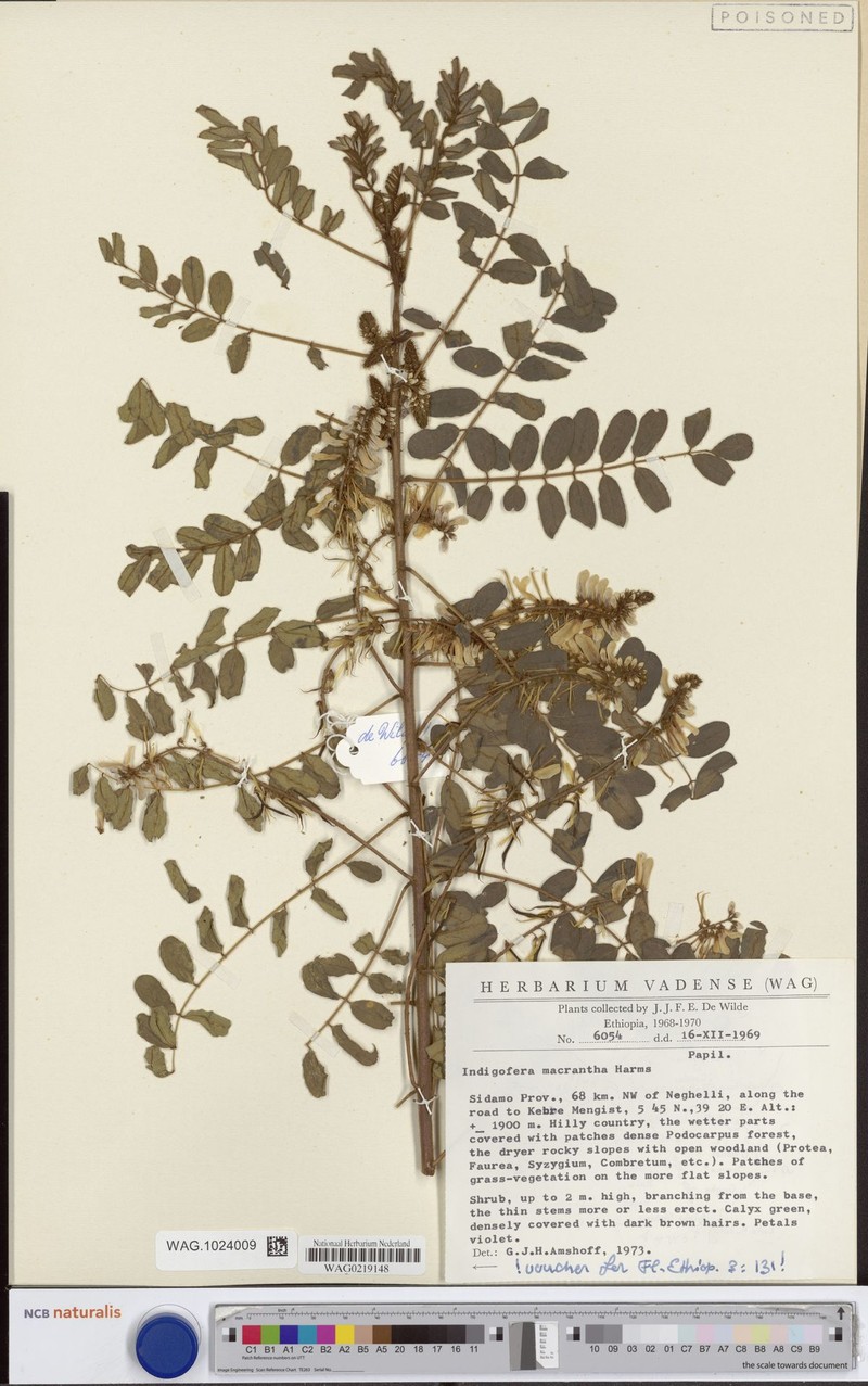Indigofera macrantha photo 3