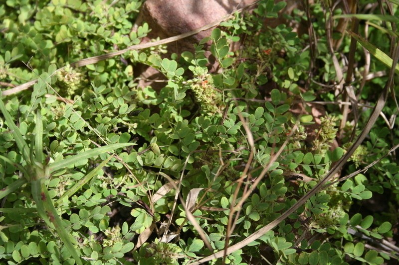 Indigofera macrocalyx photo 2