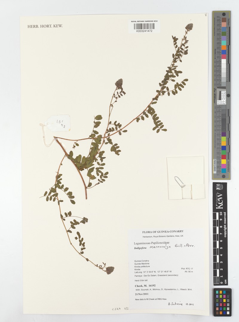 Indigofera macrocalyx photo 3