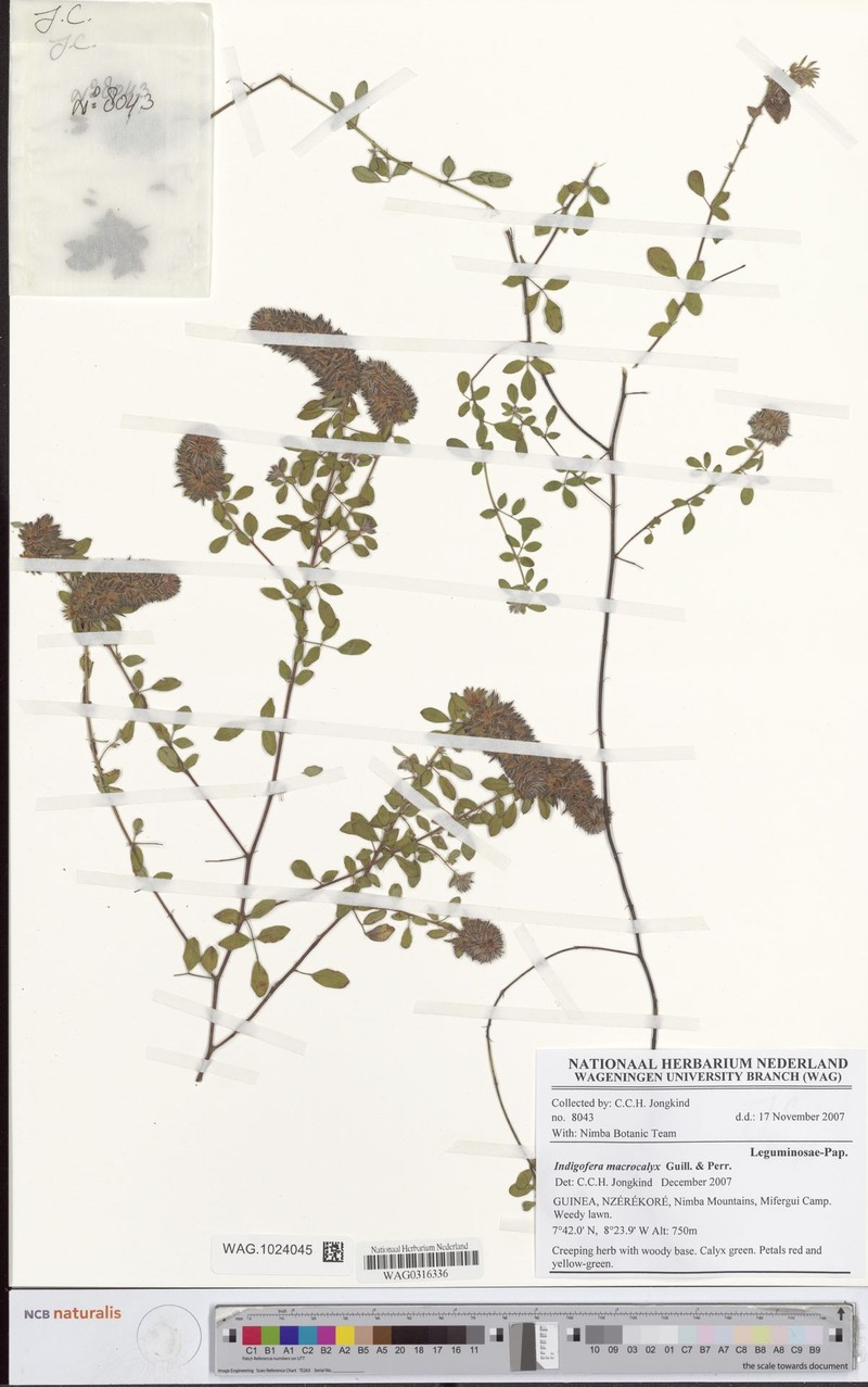 Indigofera macrocalyx photo 4