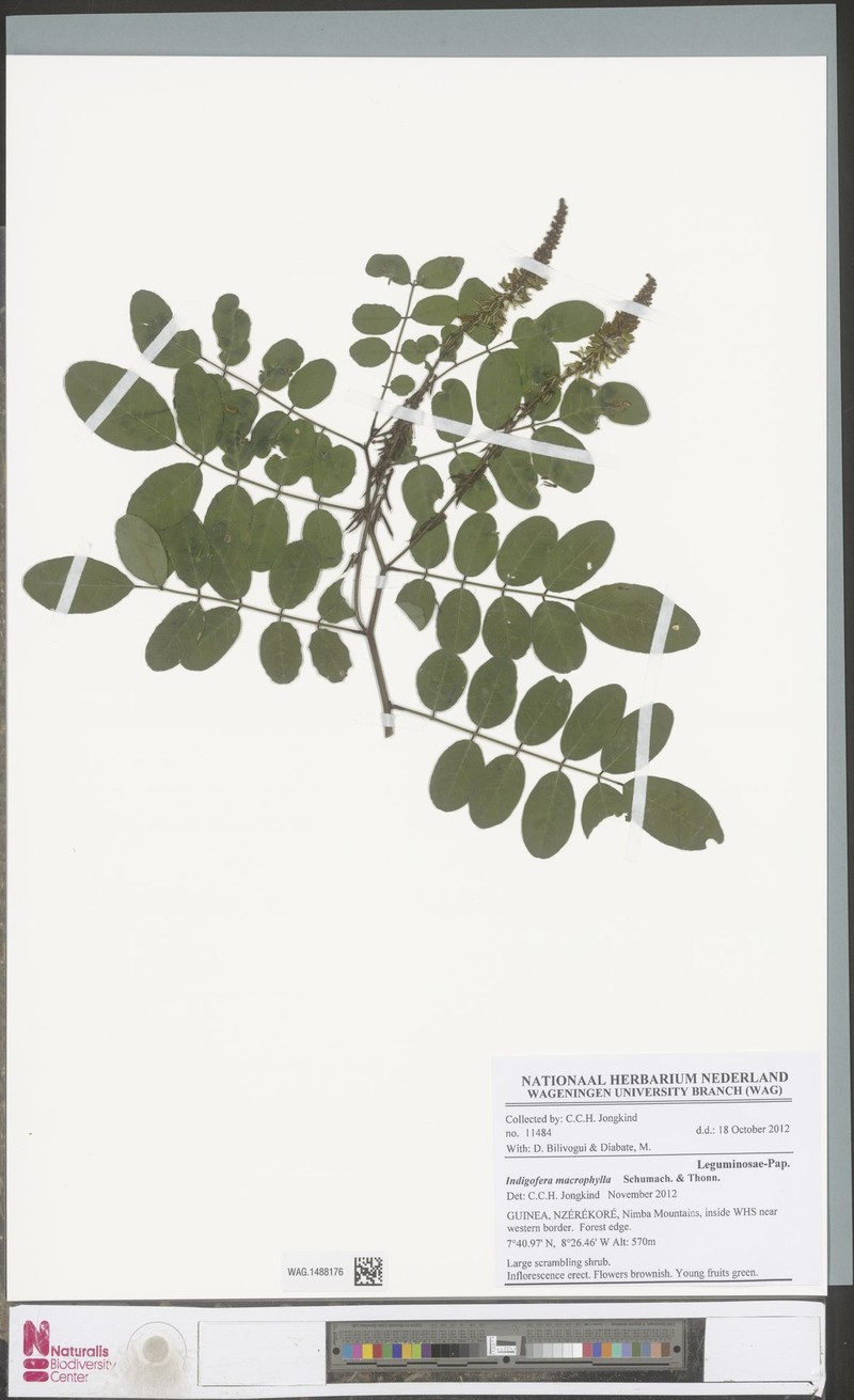 Indigofera macrophylla