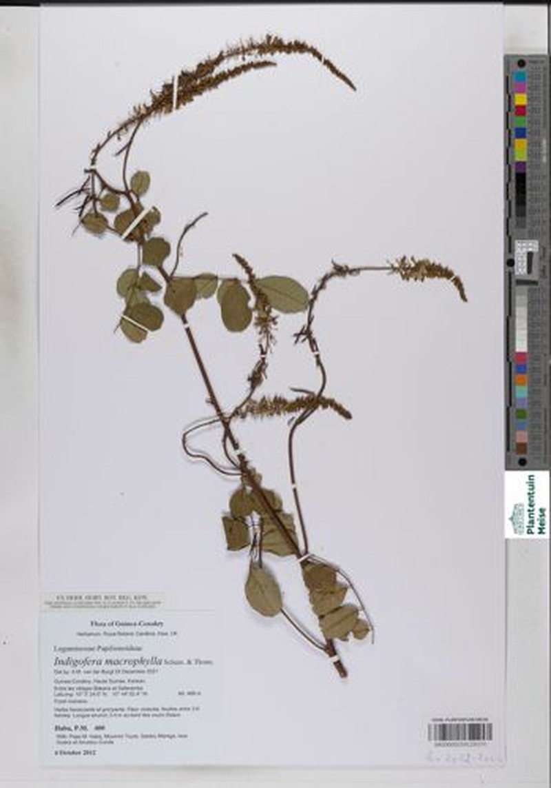 Indigofera macrophylla photo 2