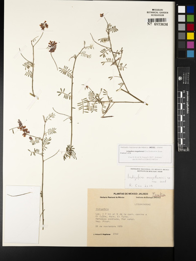 Indigofera magallanesii
