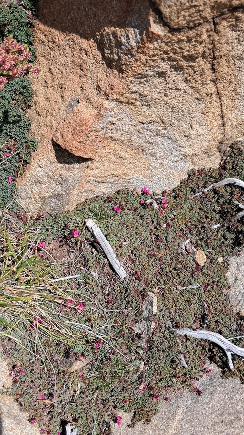 Indigofera magnifica