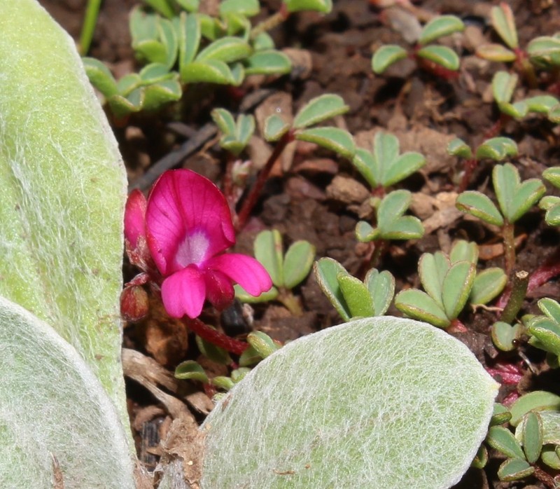 Indigofera magnifica photo 2