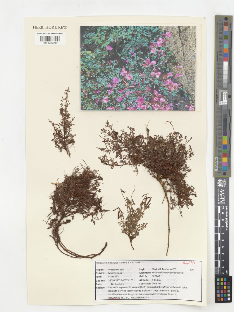 Indigofera magnifica photo 6