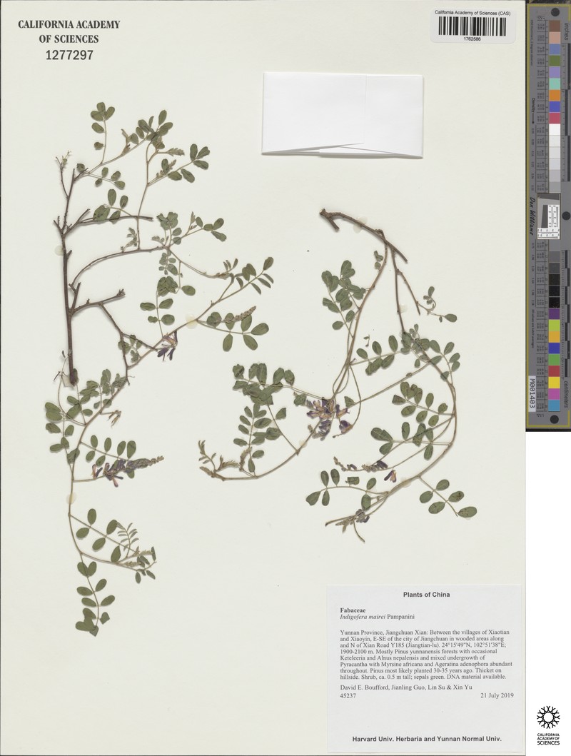 Indigofera mairei