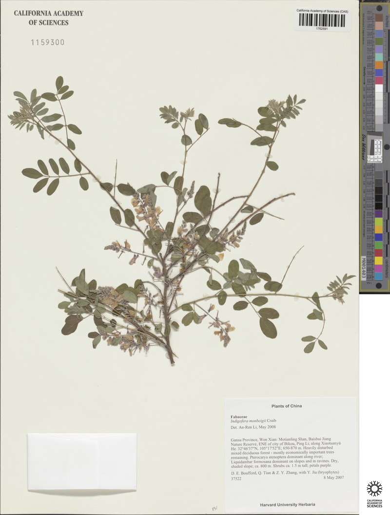 Indigofera mairei photo 2
