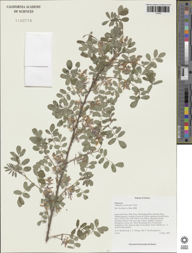 Indigofera mairei photo 3