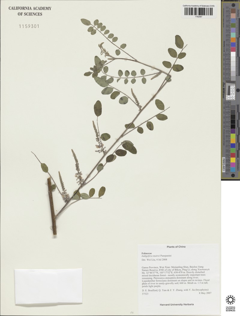 Indigofera mairei photo 4