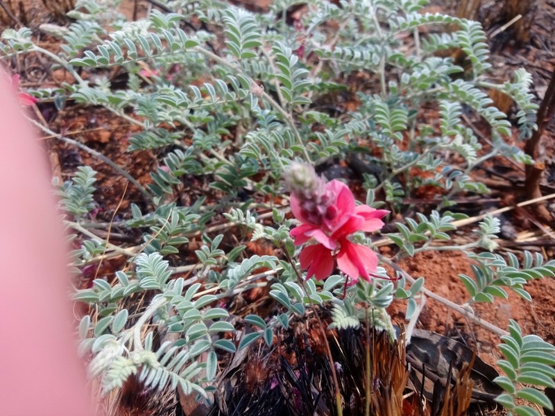 Indigofera malacostachys