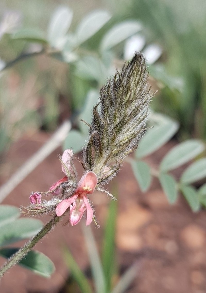 Indigofera malacostachys photo 2