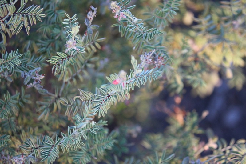 Indigofera malacostachys photo 3