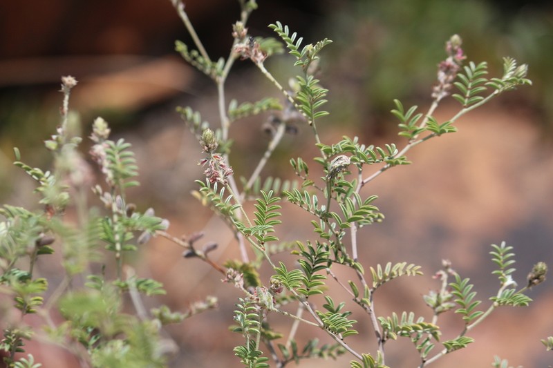 Indigofera malacostachys photo 4